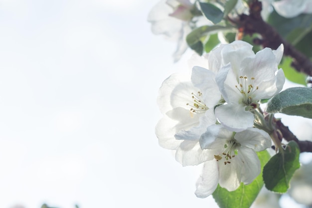 明るい日光の下で開花するリンゴの木の枝