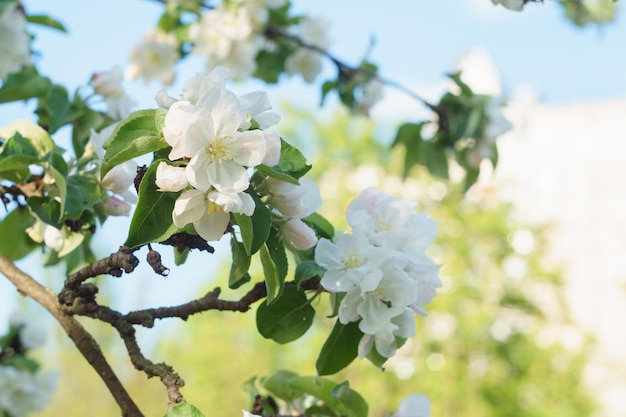 明るい日光の下で開花するリンゴの木の枝