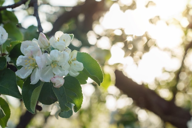 明るい日光の下で開花するリンゴの木の枝