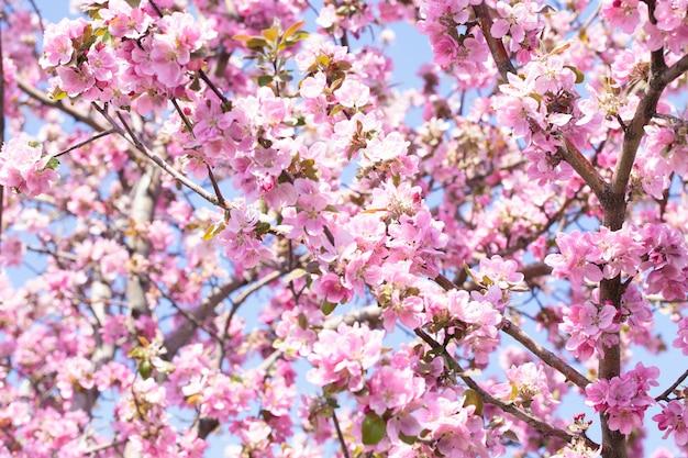 Flowering of the apple tree branches