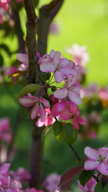 flowering apple tree close-up in apple orchard. bright sun, hard light