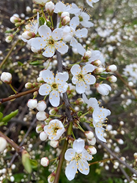 flowering apple tree closeup