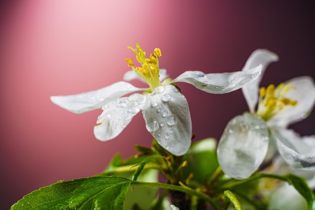雨滴で覆われた開花リンゴの木の花は春の花の開口部を閉じます