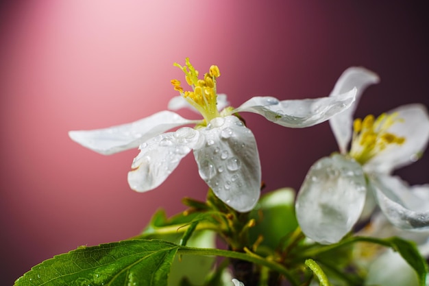 Foto fioritura di fiori di melo ricoperti di gocce di pioggia close up apertura di fiori di primavera