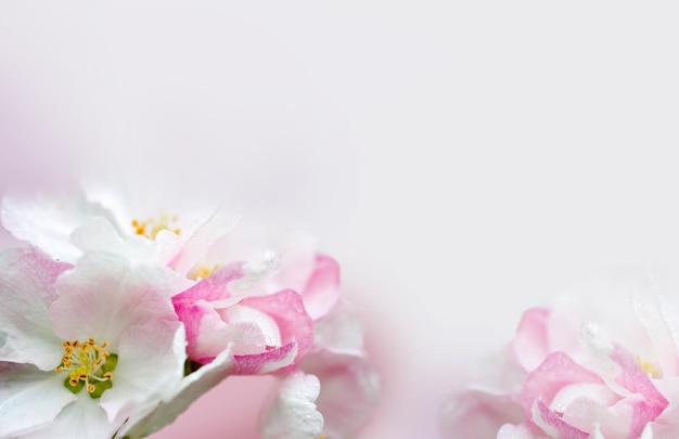 Flowering of the apple tree Spring background of blooming flowers White and pink flowers Beautiful nature scene with a flowering tree Spring flowers Beautiful garden Abstract blurred background