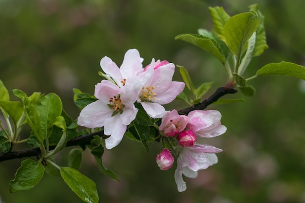 開花のリンゴの木、春。