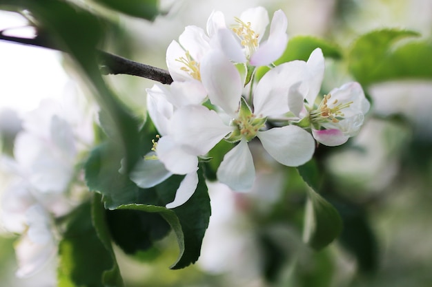 flowering apple tree with bright white flowers in early spring