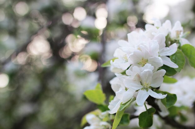 Flowering apple tree with bright white flowers in early spring