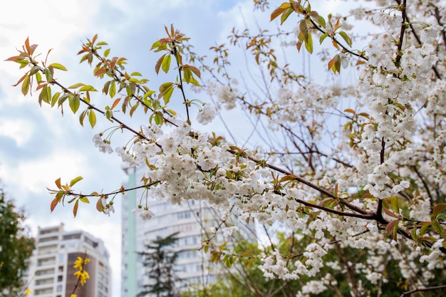 Flowering apple tree with white flowers