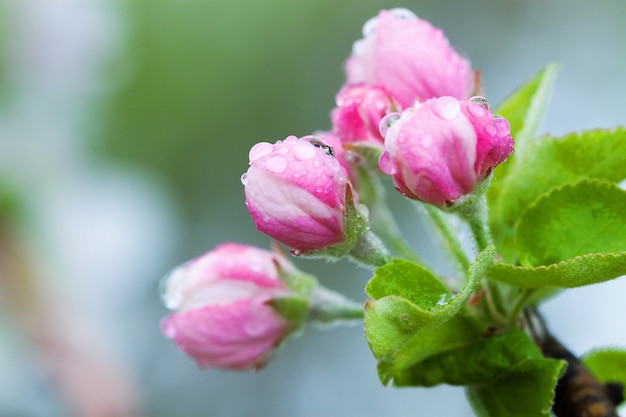 リンゴの木の開花