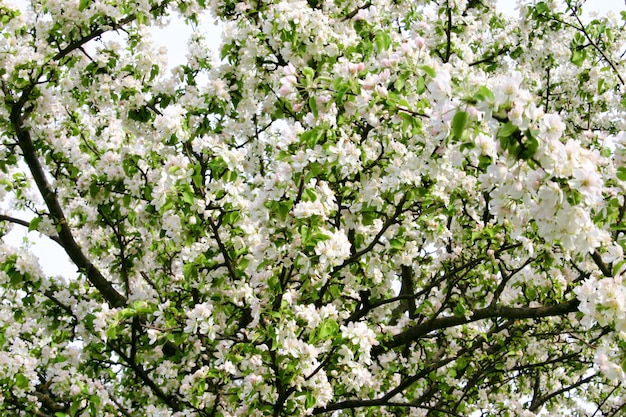 開花のリンゴの木