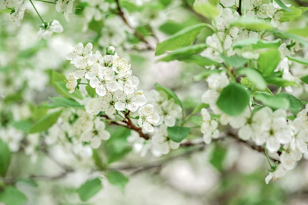 リンゴの木の開花春の木の開花