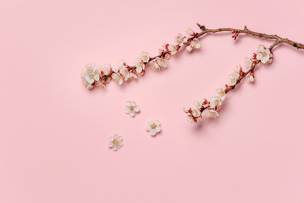ピンクの壁に分離されたアプリコットの開花枝。