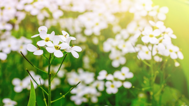 밝은 햇살에 꽃 aubrieta. 장식용 꽃 _