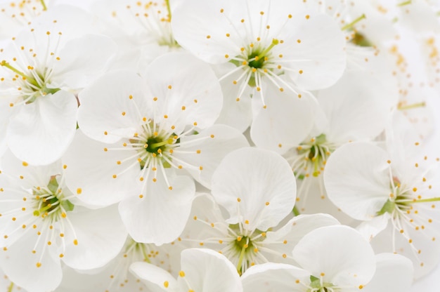 Photo flowering background of cherry