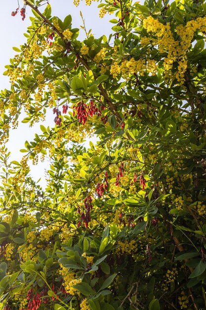 夕暮れ時に赤い実を持つ開花メギの木