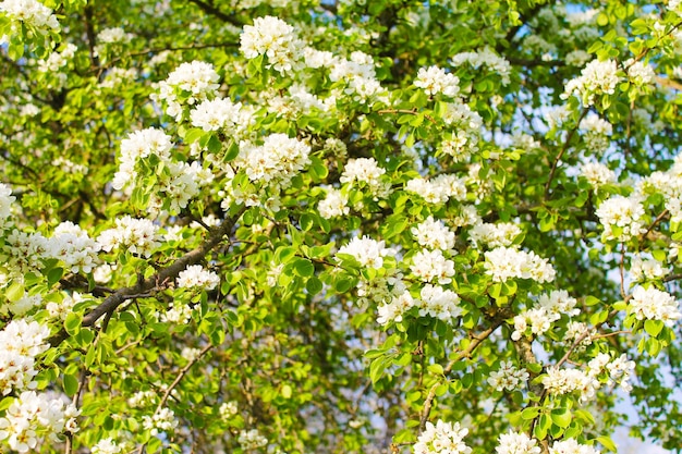 朝の春の庭で白いリンゴの木の花の美しいカーペットを開花