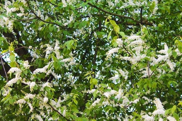 春の朝の庭で白い桜の花の美しいカーペットを開花