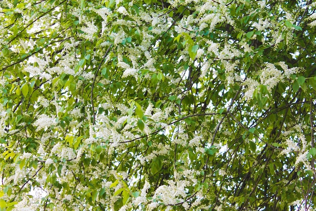 Flowering Beautiful carpet of white flowers of bird cherry in the morning spring garden