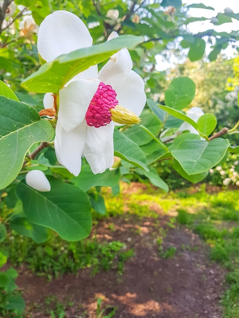 Photo flowering beautiful magnolia tree with white fragrant flowers. magnolia sieboldii plant.