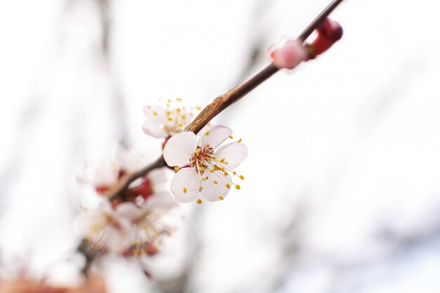 空を背景に白樺の枝を開花します。春の花木