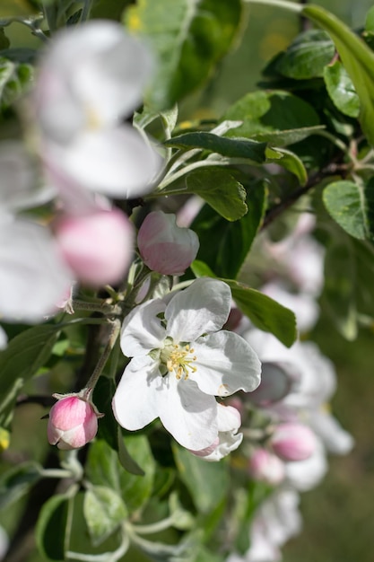 Flowering blossomed apple tree in nature Selective focus