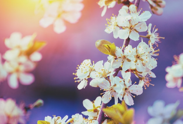 Flowering branch of an apple tree Spring orchard