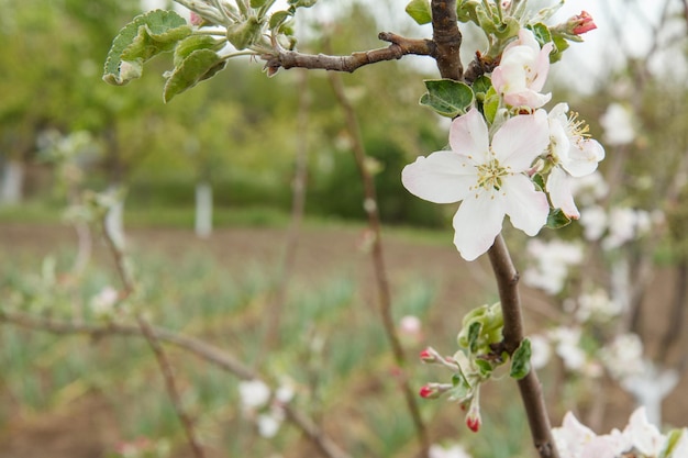 Flowering branch of apple tree with white flowers and a blurred orchard on the background