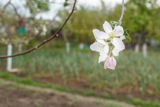 Flowering branch of an apple tree with white flowers