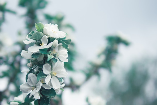 リンゴの木の開花枝