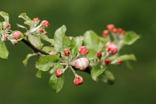 Flowering branch of apples on white background