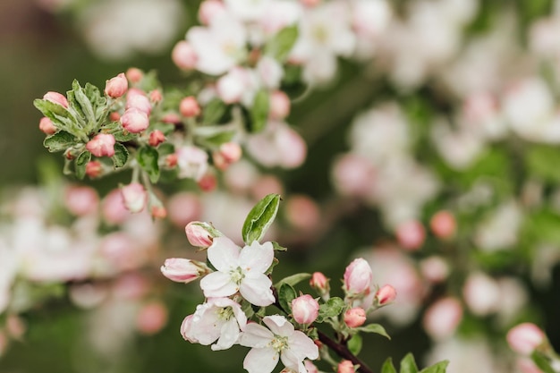 Flowering branch of apples on white background