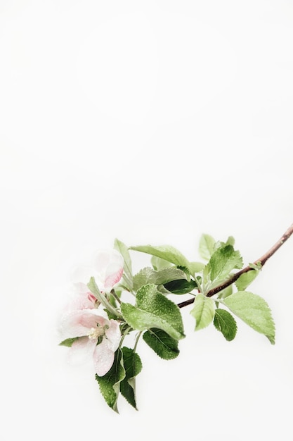 Flowering branch of apples on white background