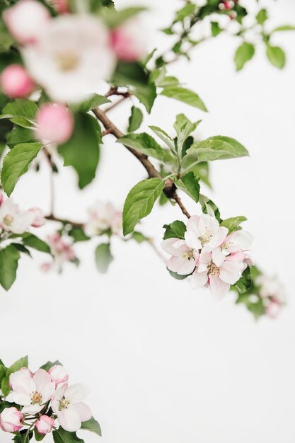 白い背景の上のリンゴの開花枝