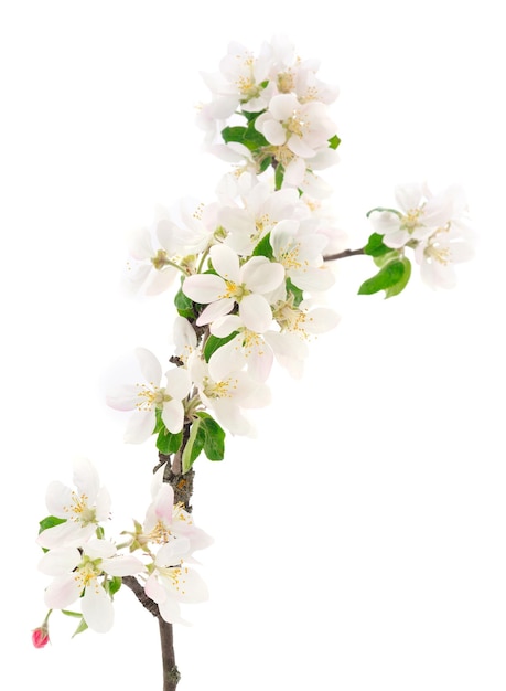 <unk>果花枝的開花