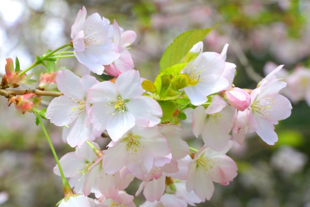 A flowering branch of a cherry or apple tree in the garden Background of spring