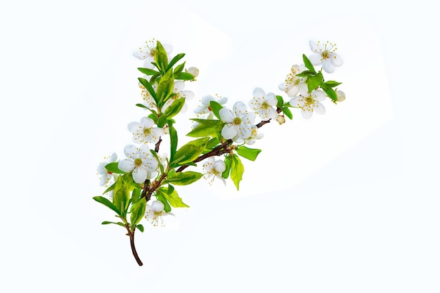 Flowering branch of cherry isolated on a white background