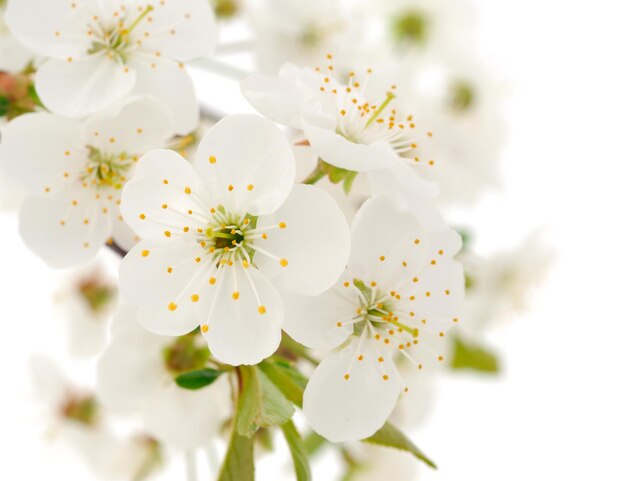 Flowering branch of cherry