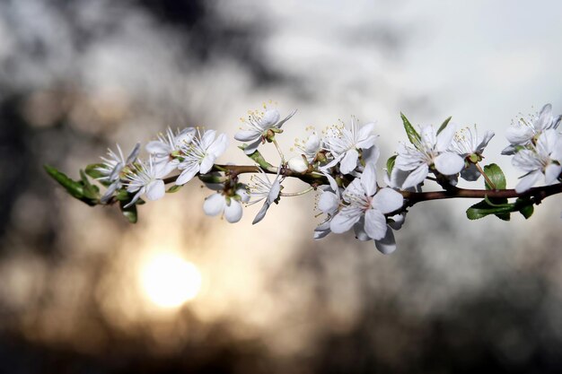 桜の開花枝