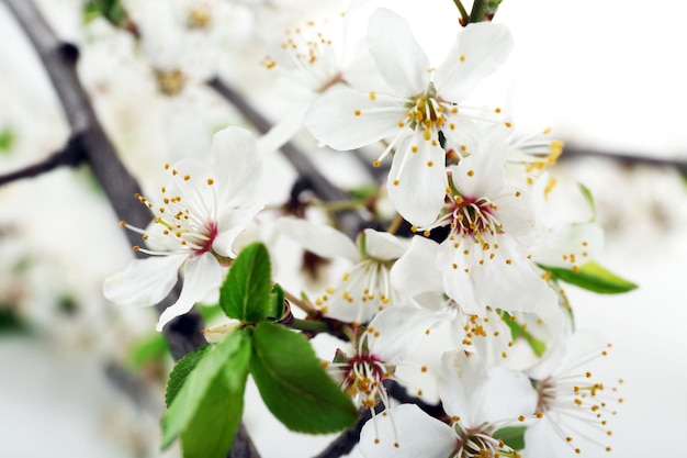 Flowering branch closeup