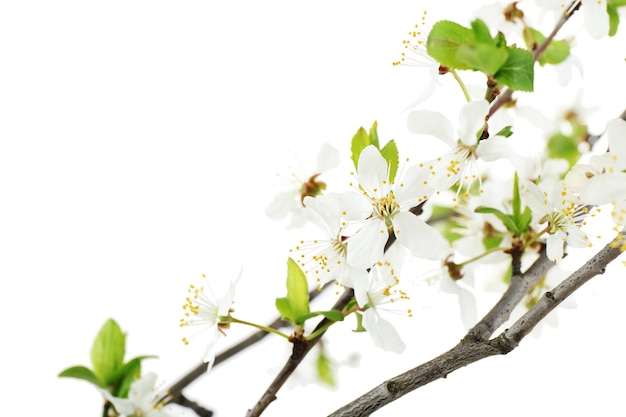 Flowering branch isolated on white