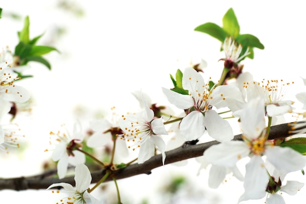 白で隔離される開花枝