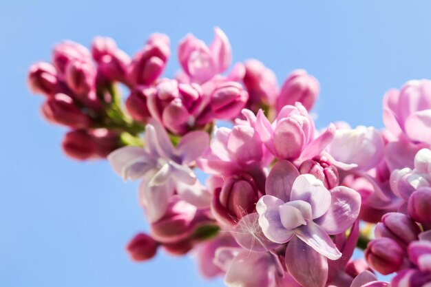 Ramo fiorito di lillà su uno sfondo di cielo azzurro nel giardino primaverile