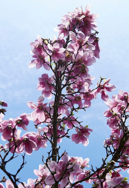 Foto fioritura ramo di albero di magnolia