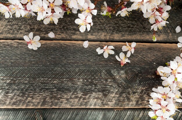 Flowering branch on the old wooden background with sun rays. Spring blossom.