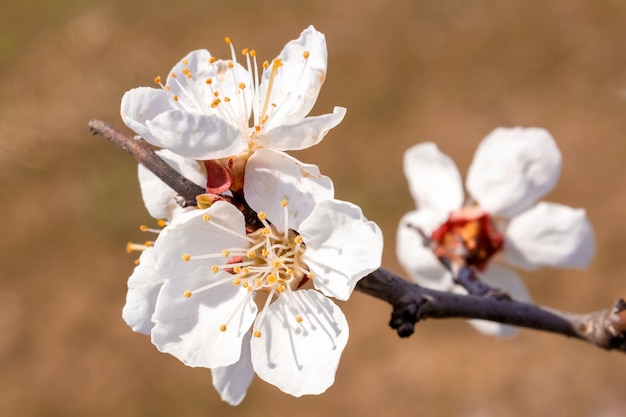 A flowering branch of white cherry on a brown background.