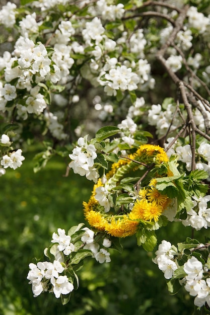 Flowering branches of apple in the park with a wreath of dandelions White flowers of apple trees