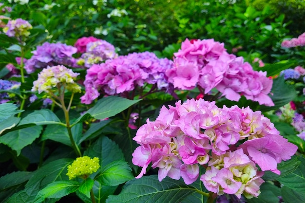 夏の公園のアジサイの開花枝とつぼみ