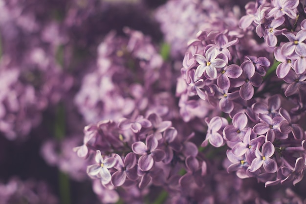 ライラックの開花枝。閉じる