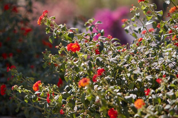 夏の太陽の光に照らされた開花枝